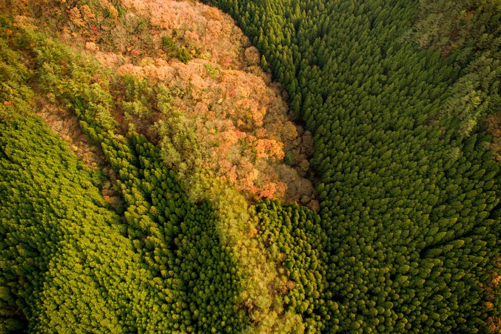 羅漢峡近くの山林