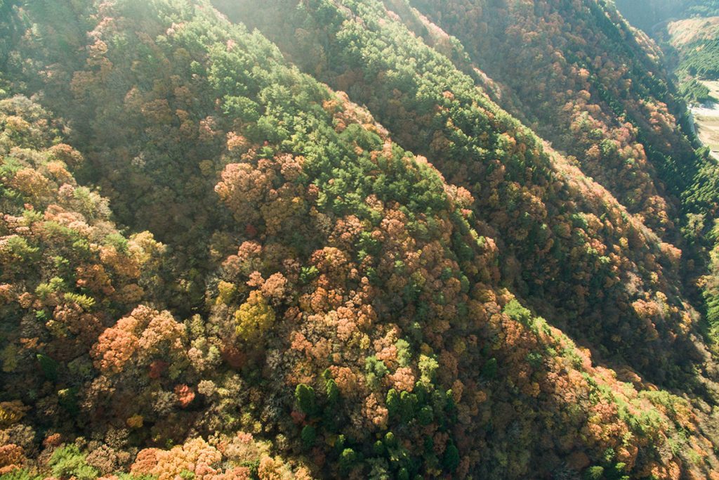 安芸太田町の山林