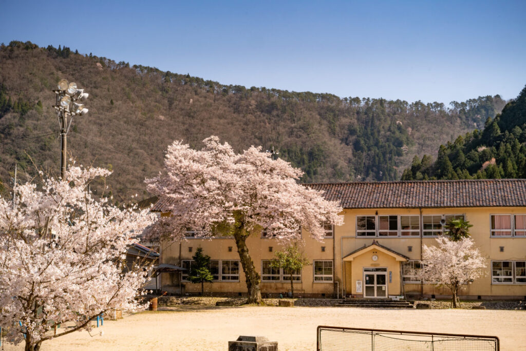 Forema 廃校の桜