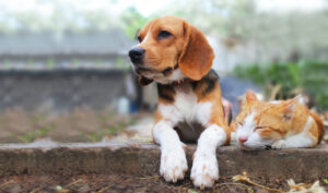 愛犬と愛猫の健康長寿を伸ばしたい