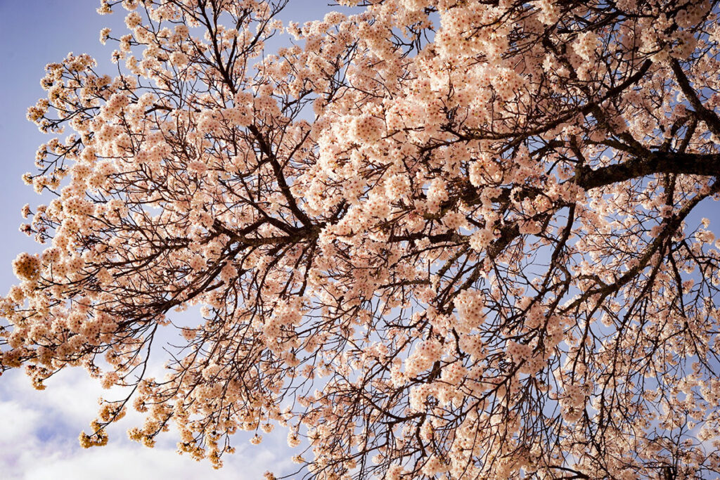 津浪小学校の桜の古木