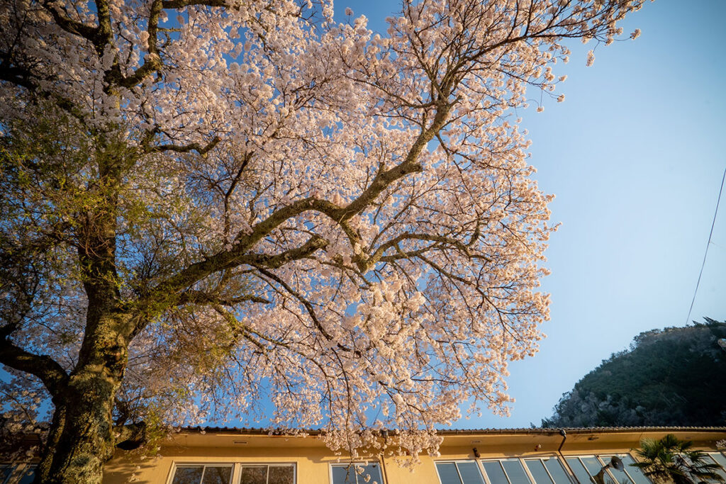 天狗巣病と桜の古木(津浪小学校)
